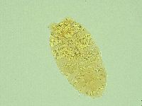 Pseudechiniscus ramazzottii facettalis image